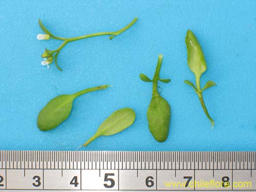 Image of Unidentified Plant sp. #2301 (). Click to enlarge parts of image.