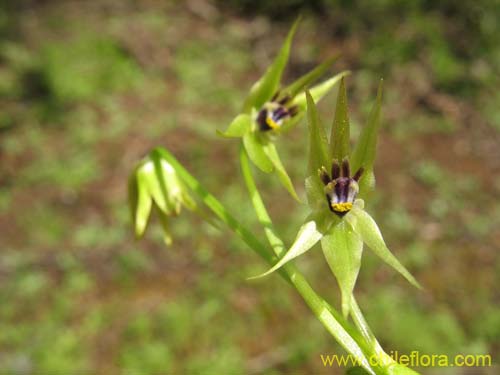 Фотография Miersia chilensis (Miersia). Щелкните, чтобы увеличить вырез.