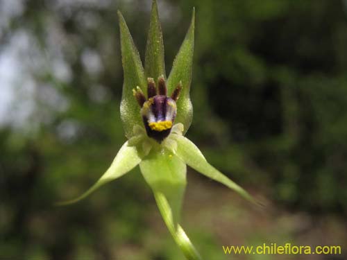 Image of Miersia chilensis (Miersia). Click to enlarge parts of image.