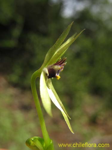 Imágen de Miersia chilensis (Miersia). Haga un clic para aumentar parte de imágen.