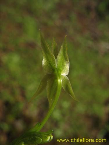 Miersia chilensisの写真