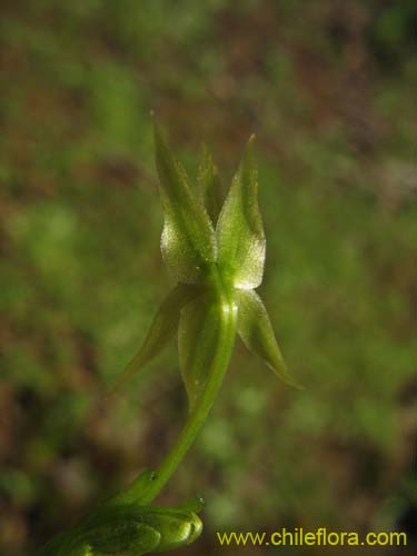 Фотография Miersia chilensis (Miersia). Щелкните, чтобы увеличить вырез.