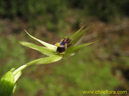 Bild von Miersia chilensis (Miersia). Klicken Sie, um den Ausschnitt zu vergrössern.