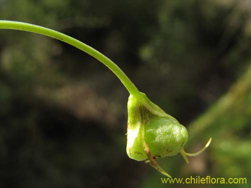 Фотография Miersia chilensis (Miersia). Щелкните, чтобы увеличить вырез.