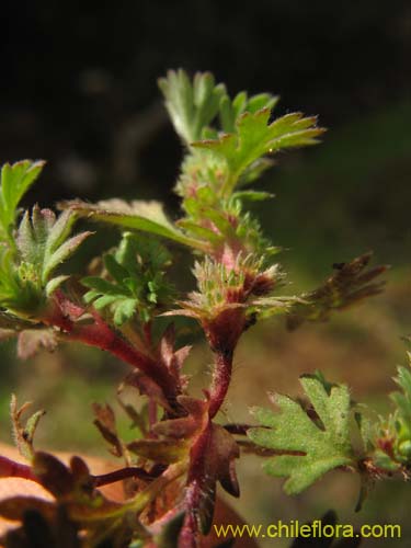 Bild von Aphanes sp. #2312 (). Klicken Sie, um den Ausschnitt zu vergrössern.