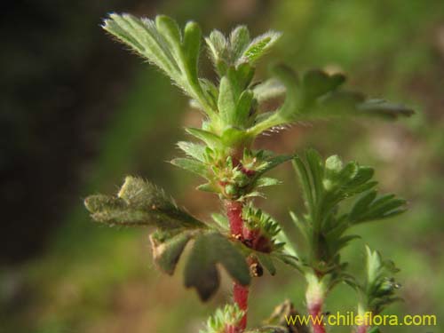 Bild von Aphanes sp. #2312 (). Klicken Sie, um den Ausschnitt zu vergrössern.