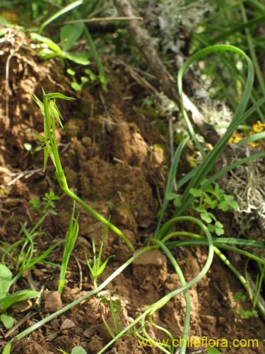 Bild von Miersia chilensis (Miersia). Klicken Sie, um den Ausschnitt zu vergrössern.