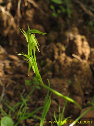 Image of Miersia chilensis (Miersia). Click to enlarge parts of image.