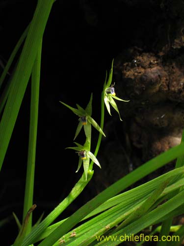 Bild von Miersia chilensis (Miersia). Klicken Sie, um den Ausschnitt zu vergrössern.