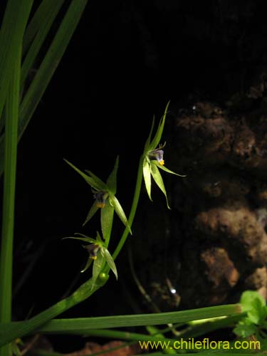 Фотография Miersia chilensis (Miersia). Щелкните, чтобы увеличить вырез.