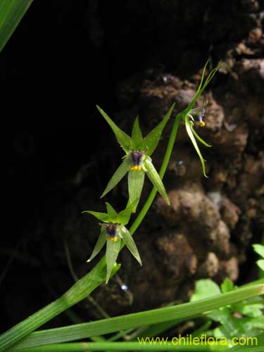 Bild von Miersia chilensis (Miersia). Klicken Sie, um den Ausschnitt zu vergr�ssern.
