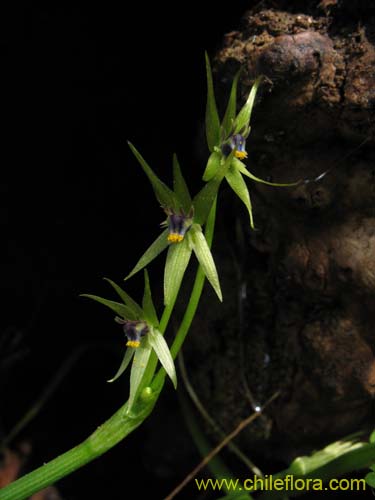 Фотография Miersia chilensis (Miersia). Щелкните, чтобы увеличить вырез.