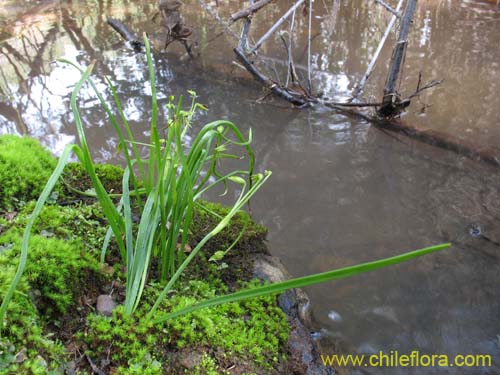 Bild von Miersia chilensis (Miersia). Klicken Sie, um den Ausschnitt zu vergrössern.