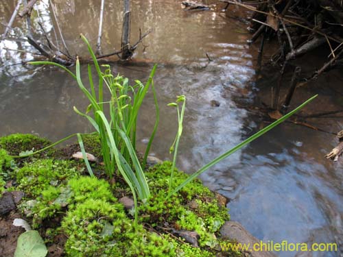 Bild von Miersia chilensis (Miersia). Klicken Sie, um den Ausschnitt zu vergrössern.