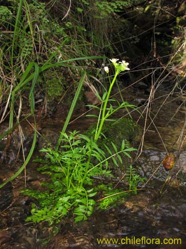 Brassicaceae sp. #2372의 사진