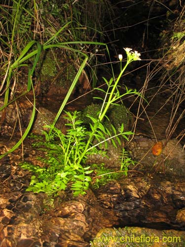 Brassicaceae sp. #2372의 사진