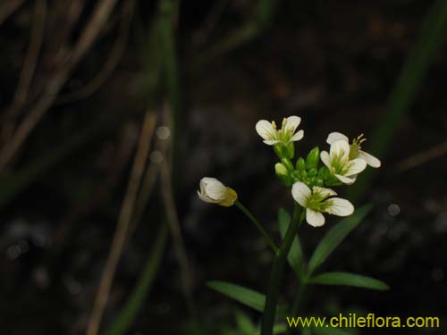 Brassicaceae sp. #2372의 사진