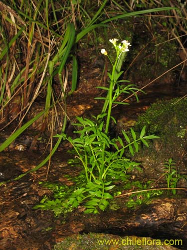 Brassicaceae sp. #2372의 사진