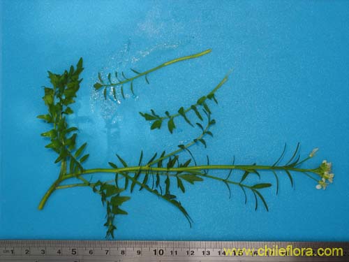 Image of Unidentified Plant sp. #2372 (). Click to enlarge parts of image.