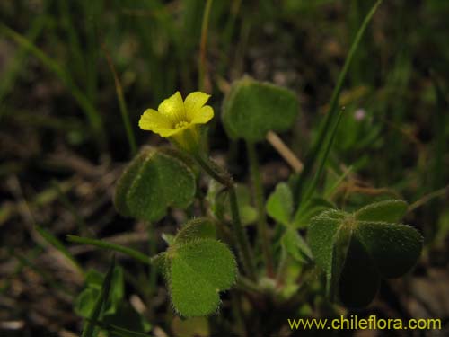 Oxalis sp. #1587의 사진