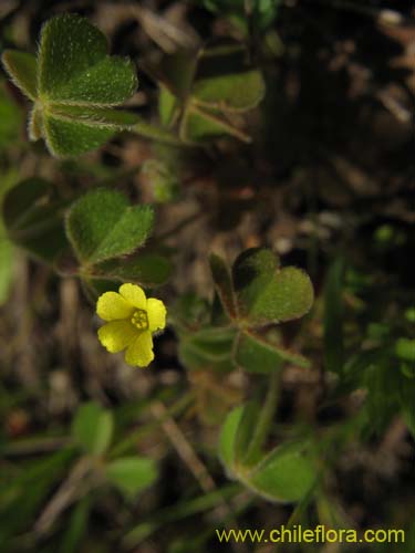 Oxalis sp. #1587의 사진