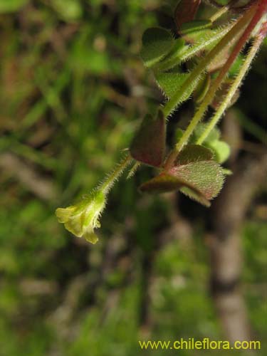 Bild von Oxalis sp. #1587 (). Klicken Sie, um den Ausschnitt zu vergrössern.