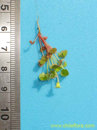 Image of Oxalis sp.   #1587 (). Click to enlarge parts of image.