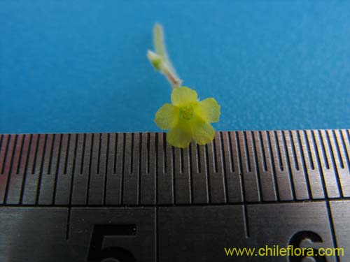 Oxalis sp. #1587의 사진