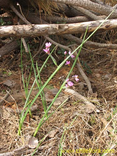 Image of Sisyrinchium junceum (Huilmo / Huilmo rosado). Click to enlarge parts of image.