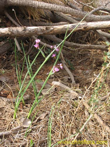 Image of Sisyrinchium junceum (Huilmo / Huilmo rosado). Click to enlarge parts of image.