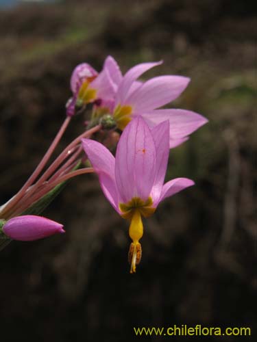 Bild von Sisyrinchium junceum (Huilmo / Huilmo rosado). Klicken Sie, um den Ausschnitt zu vergrössern.