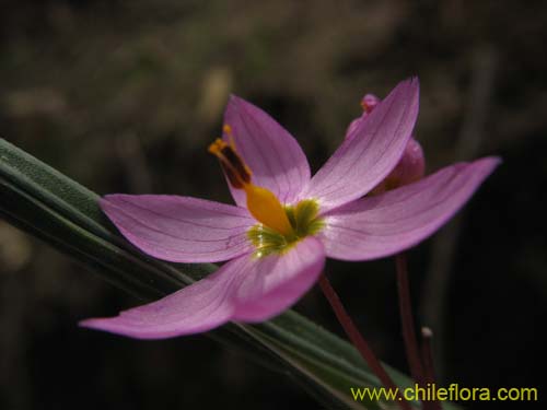 Imágen de Sisyrinchium junceum (Huilmo / Huilmo rosado). Haga un clic para aumentar parte de imágen.