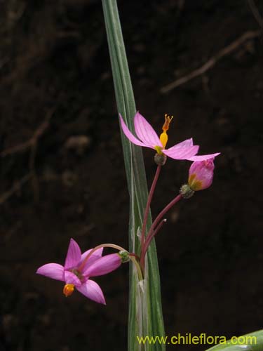 Imágen de Sisyrinchium junceum (Huilmo / Huilmo rosado). Haga un clic para aumentar parte de imágen.