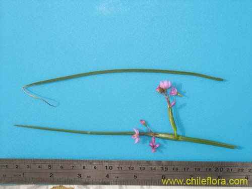 Sisyrinchium junceum的照片