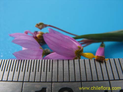 Image of Sisyrinchium junceum (Huilmo / Huilmo rosado). Click to enlarge parts of image.