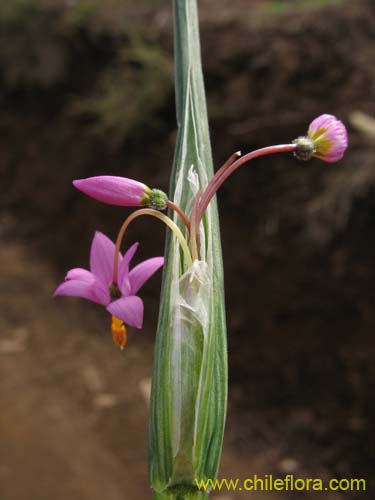 Image of Sisyrinchium junceum (Huilmo / Huilmo rosado). Click to enlarge parts of image.