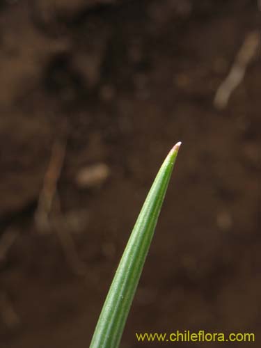 Image of Sisyrinchium junceum (Huilmo / Huilmo rosado). Click to enlarge parts of image.