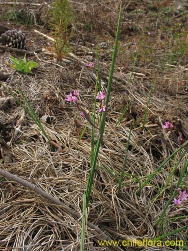 Image of Sisyrinchium junceum (Huilmo / Huilmo rosado). Click to enlarge parts of image.