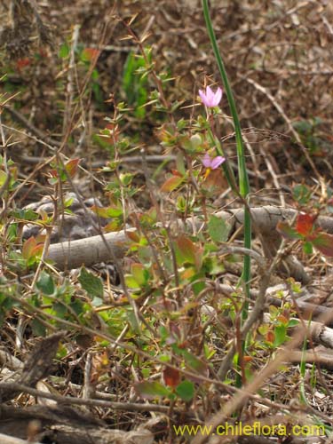 Image of Sisyrinchium junceum (Huilmo / Huilmo rosado). Click to enlarge parts of image.