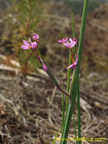 Image of Sisyrinchium junceum (Huilmo / Huilmo rosado). Click to enlarge parts of image.