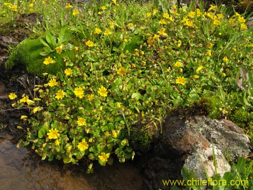 Mimulus bridgesii的照片