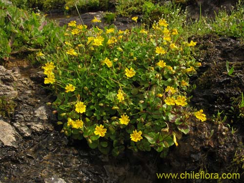 Imágen de Mimulus bridgesii (). Haga un clic para aumentar parte de imágen.