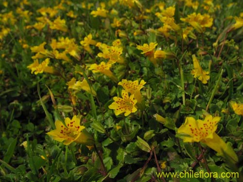 Bild von Mimulus bridgesii (). Klicken Sie, um den Ausschnitt zu vergrössern.