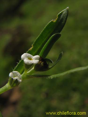 Image of Plagiobothrys sp. #1497 (). Click to enlarge parts of image.