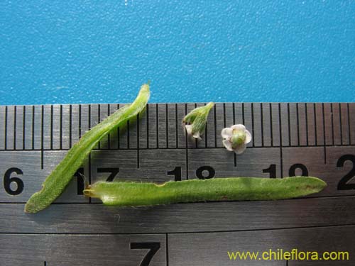 Imágen de Plagiobothrys sp.   #1497 (). Haga un clic para aumentar parte de imágen.