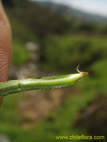 Imágen de Plagiobothrys sp. #1497 (). Haga un clic para aumentar parte de imágen.