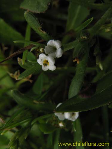 Imágen de Plagiobothrys sp. #1497 (). Haga un clic para aumentar parte de imágen.