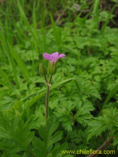 Geranium robertianum的照片