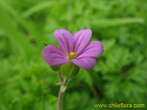 Geranium robertianum的照片