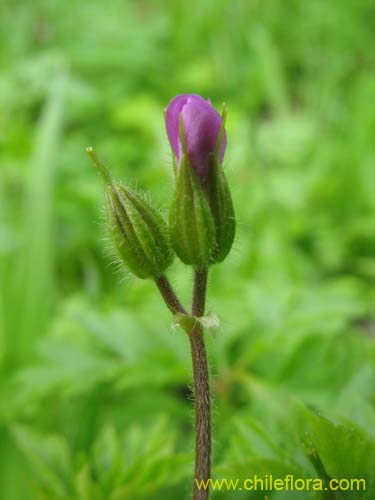 Фотография Geranium robertianum (). Щелкните, чтобы увеличить вырез.